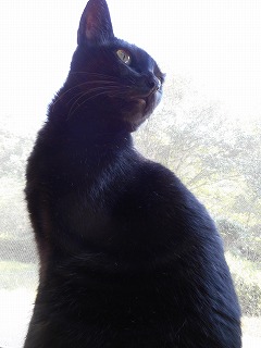 paw 060 paw 060